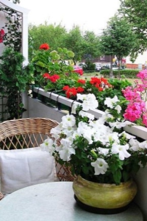 Flori pe balcon: nume, sfaturi despre locație