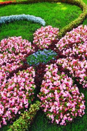 Paisatgisme d'un jardí de flors: solucions elegants i boniques