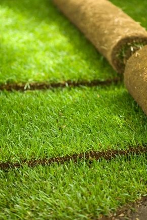 لفة العشب: وضع التكنولوجيا