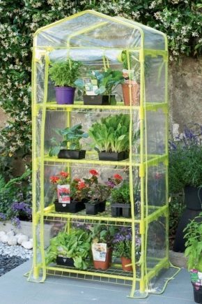 Mini greenhouses: options and features of the device