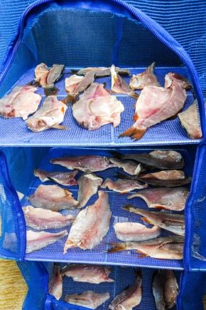 Uscător de pește: tipuri, subtilități alese și o clasă de master despre fabricare