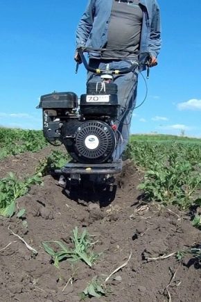 De subtiliteiten van het proces van het rooien van aardappelen met een achterlopende tractor