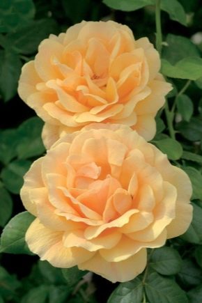 How does a floribunda differ from a hybrid tea rose?