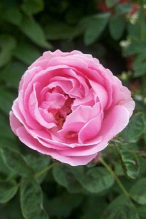 Damašská růže: popis a pěstování