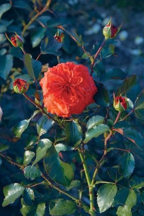 Karakteristika og dyrkning af sorten Salita rose