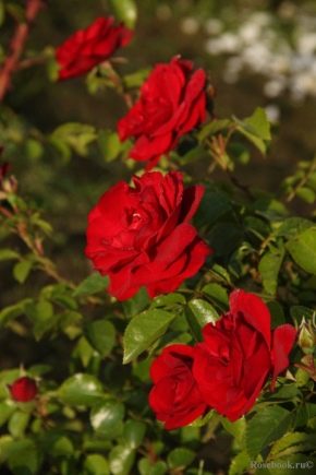 Characteristics of Amadeus roses and the rules for their cultivation