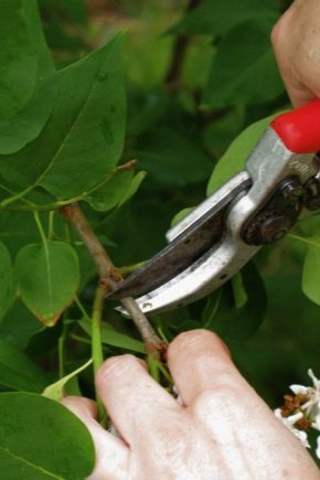 How is lilac pruning carried out?