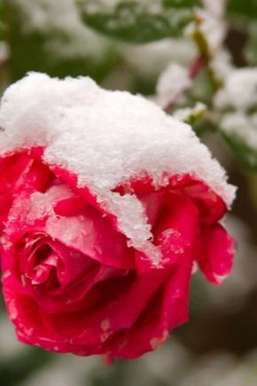How to prepare a climbing rose for winter?