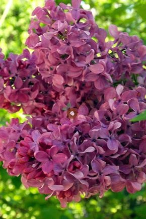 Dwarf lilac: varieties, tips for choosing and care