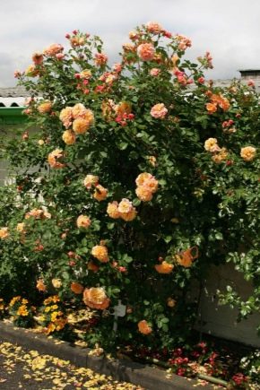 Description et culture des roses Aloha