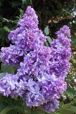 Beschrijving en teelt van de lila variëteit Nadezhda