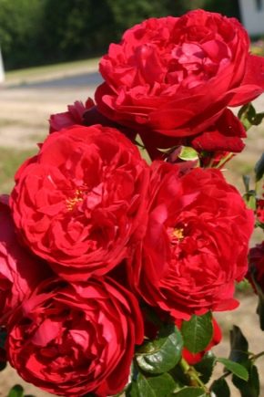 Beschrijving van Florentina-rozen en de regels voor hun teelt