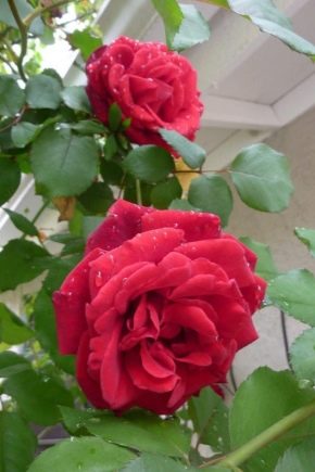 攀缘玫瑰“唐璜”：品种描述、种植特点和护理
