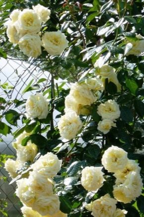 تسلق الورد العفريت: وصف متنوعة ، والغرس والرعاية