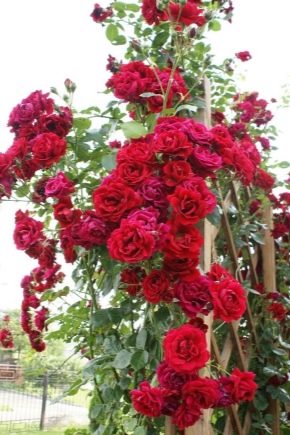 Rosa rampicante Simpatia: descrizione della varietà, caratteristiche della semina e della cura