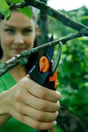 Varieties of secateurs and tips for using them