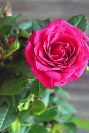 玫瑰“Kordana”：成长的描述和建议