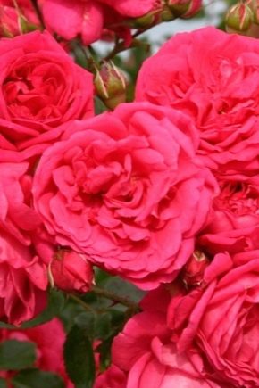 Rose Laguna: vlastnosti, druhy a pěstování