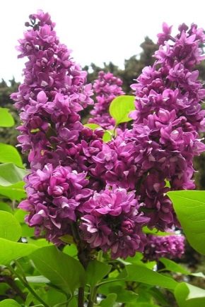 Lilac Dream: descripción y cultivo.