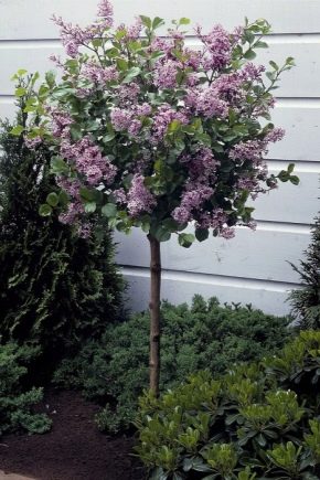 Meyer's lilac: varieties and their description