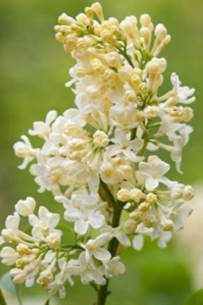 Lilac Primrose: popis, výsadba a péče