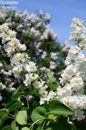 Lilac Rochester: features, description and cultivation
