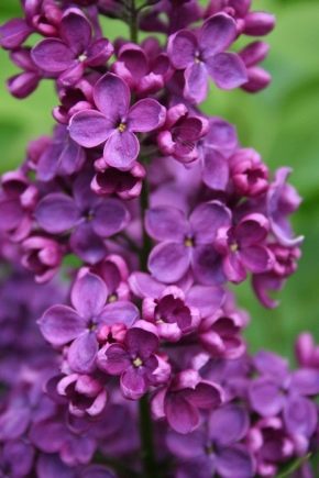 Types and varieties of lilac
