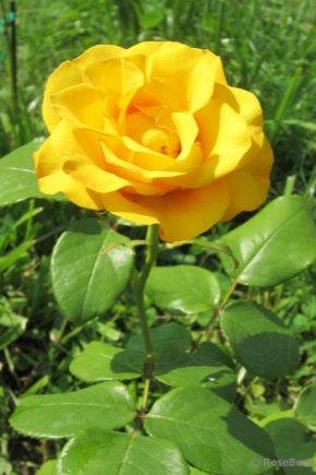Gelbe Rosen: Beschreibung und Anbau der besten Sorten