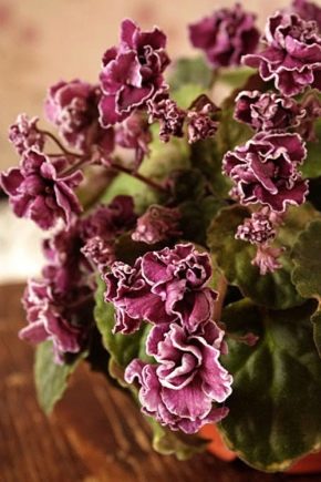 Ampel紫罗兰品种（Saintpaulia）：特征和栽培 