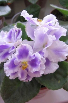 Amurgul de vară violet: descrierea soiului și cultivarea
