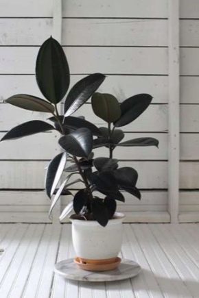 Large-leaved ficus: features and care