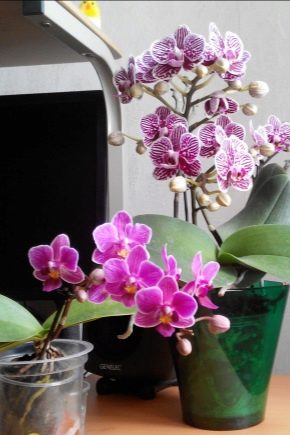 Jak množit orchidej Phalaenopsis doma?