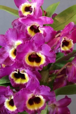 Orchidej Dendrobium nobile: popis a vlastnosti pěstování
