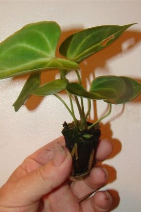 Anthurium: reproduction and care at home