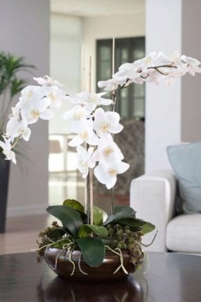 Bílé orchideje: typy a péče doma