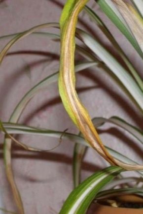 What to do if the leaves of chlorophytum dry?