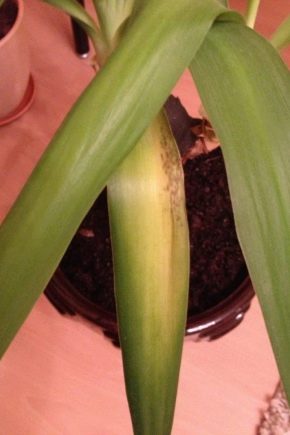 What to do if yucca leaves turn yellow?