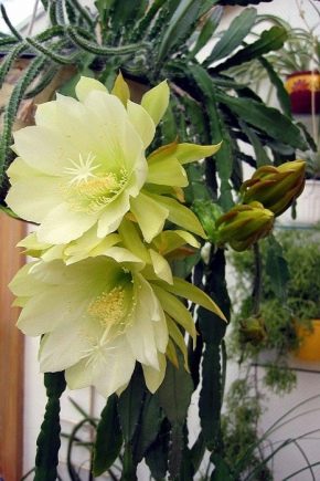 Epiphyllum: charakteristika, druhy, kultivace a rozmnožování