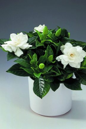 Gardenia: soorten en regels van teelt