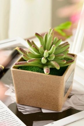 How to transplant succulents?