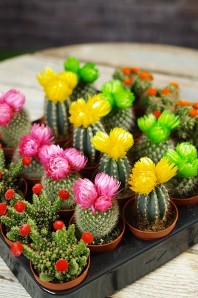 Mezcla de cactus: tipos y características de cuidado.
