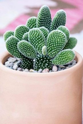Cactus Opuntia: qu'est-ce que c'est, types et soins à la maison