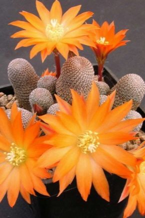 Rebutia kaktus: beskrivelse, typer og dyrkning