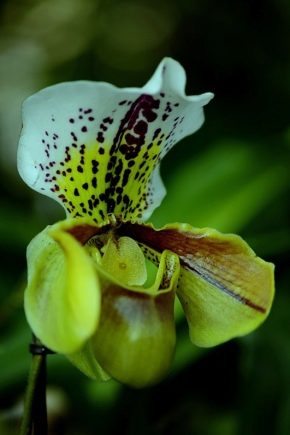 Lady's slipper: description, appearance and care