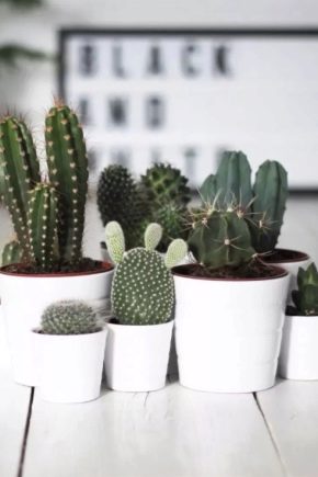Vše o kaktusech: popis, druhy a pěstování