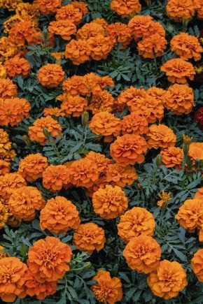 Terry goudsbloemen: variëteiten en kenmerken van de teelt