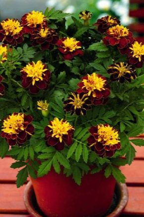 Rejected marigolds: varieties and growing rules