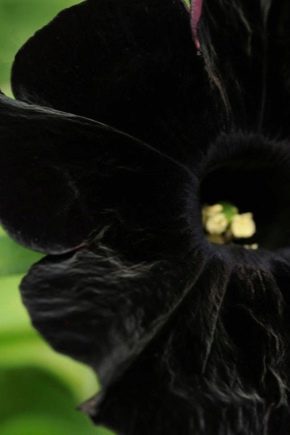 Černé petúnie: odrůdy a péče