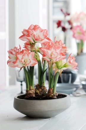 How to care for hippeastrum so that it blooms?