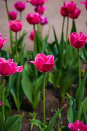 Quels sont les types et variétés de tulipes ?
